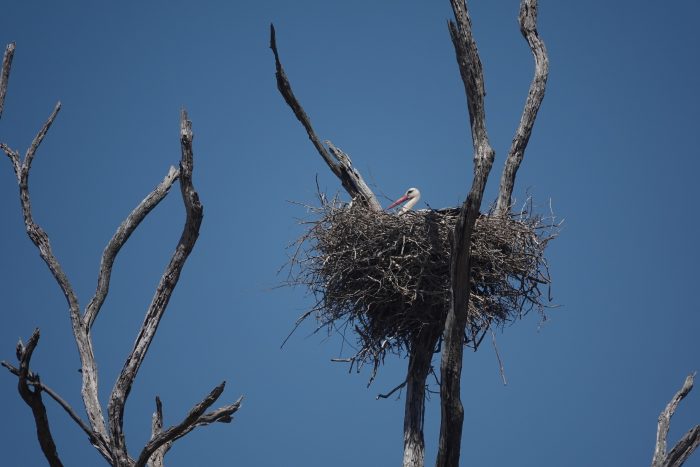 White Stork nest on Agulhas Plain