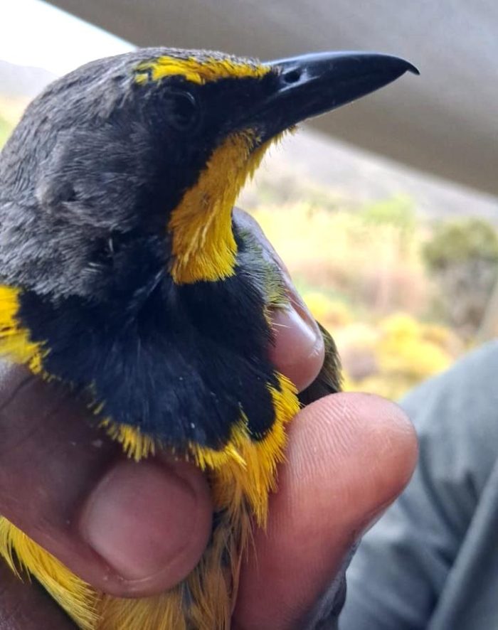 Bird ringing at Ouberg October 2025 - Bokmakierie - retrap