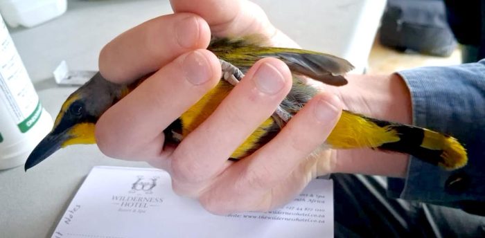 Bird ringing at Ouberg October 2025 --- Bokmakierie retrap --- 4 years