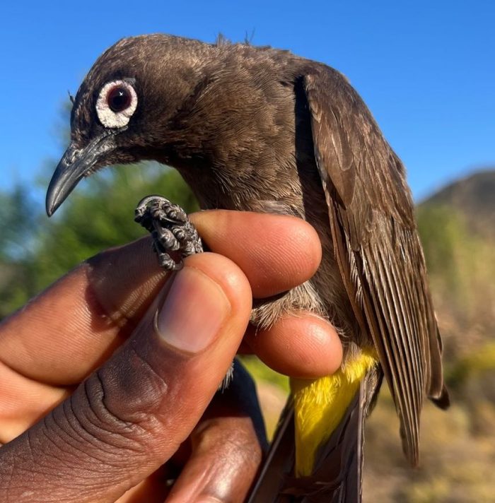 Bird ringing at Ouberg October 2025 - Cape Bulbul