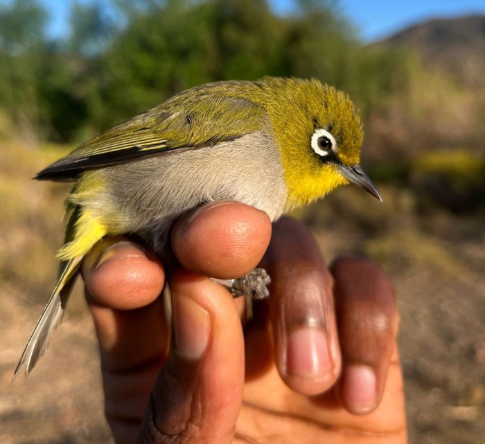 Bird ringing at Ouberg October 2025 - Cape White-eye
