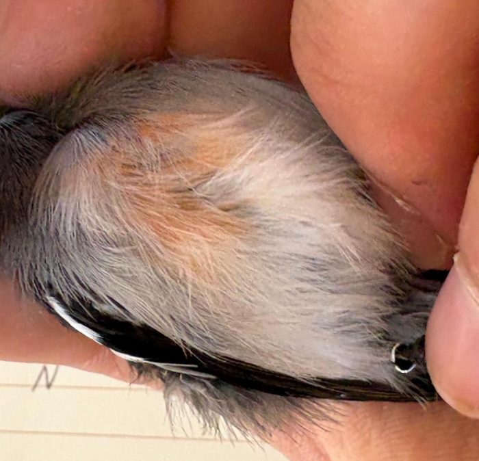 underside Fairy Flycatcher - Bird ringing at Ouberg February 2025