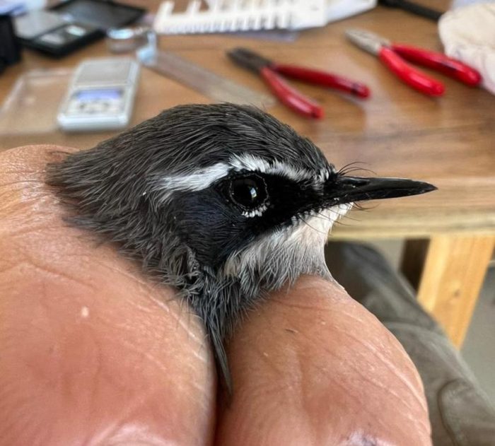 Fairy Flycatcher - Bird ringing at Ouberg February 2025