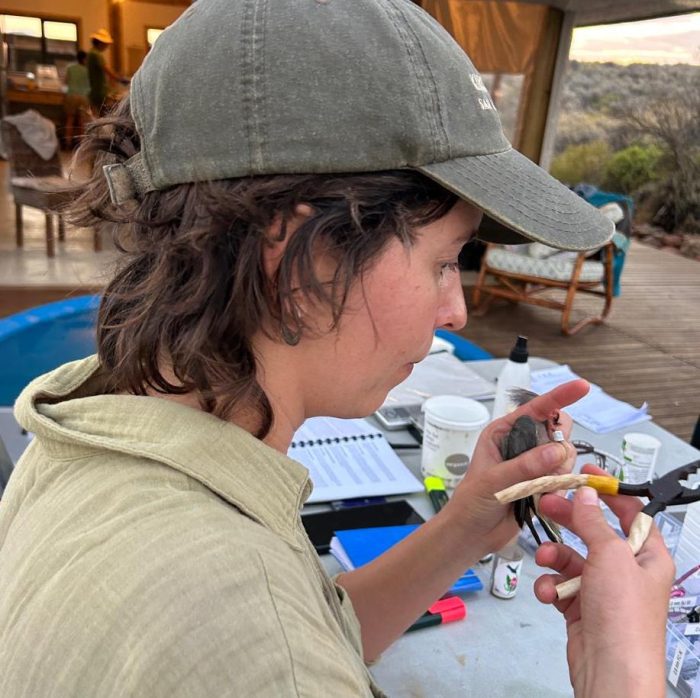 Bird ringing at Ouberg October 2025