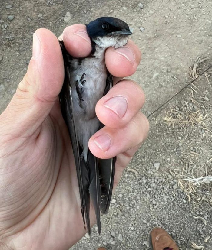 Pearl-breasted Swallow - Bird ringing at Ouberg February 2025