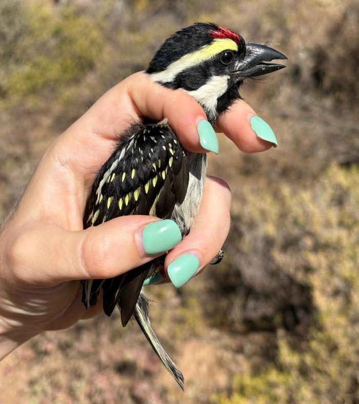 Acacia Pied Barbet - Bird ringing at Ouberg February 2025