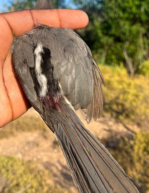 Bird ringing at Ouberg October 2025 - White-backed Mousebird