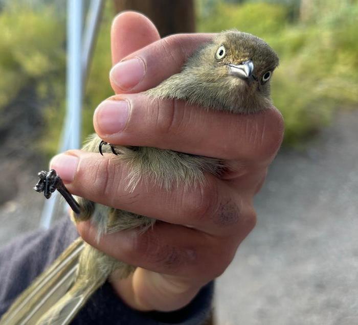 Bird ringing at Ouberg October 2025 - Somber Greenbul