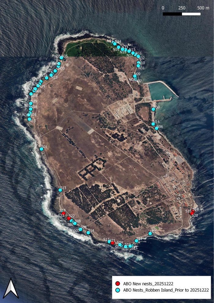 African Oystercatcher monitoring on Robben Island