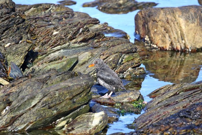 African Oystercatcher monitoring on Robben Island