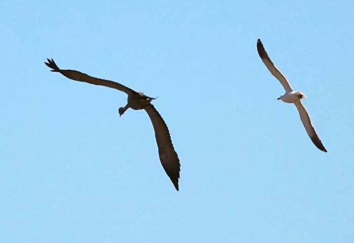 Blue Crane and Kelp Gull