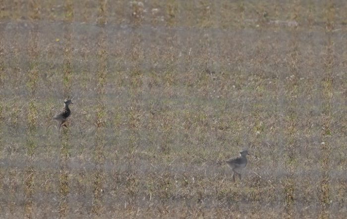 Crowned Lapwing chicks