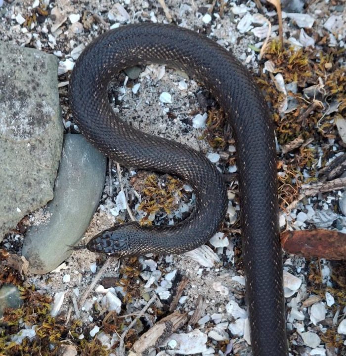 Mole Snake