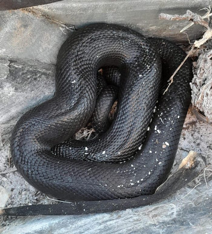 Mole Snake