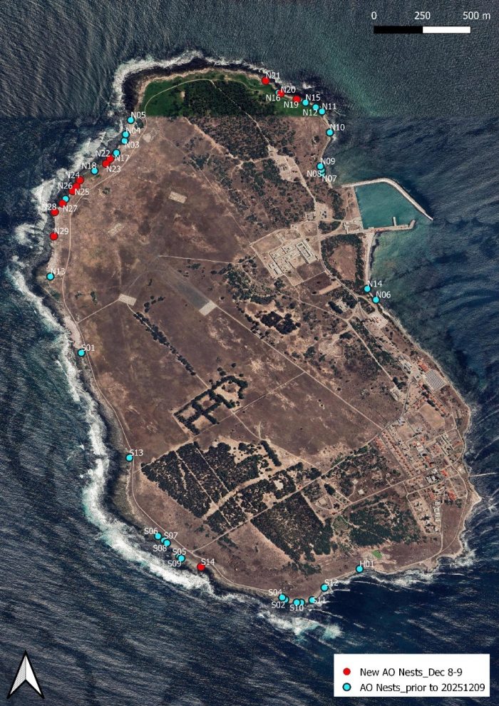 African Oystercatcher monitoring on Robben Island