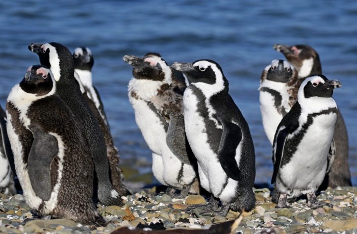 African Penguin with cellulitis