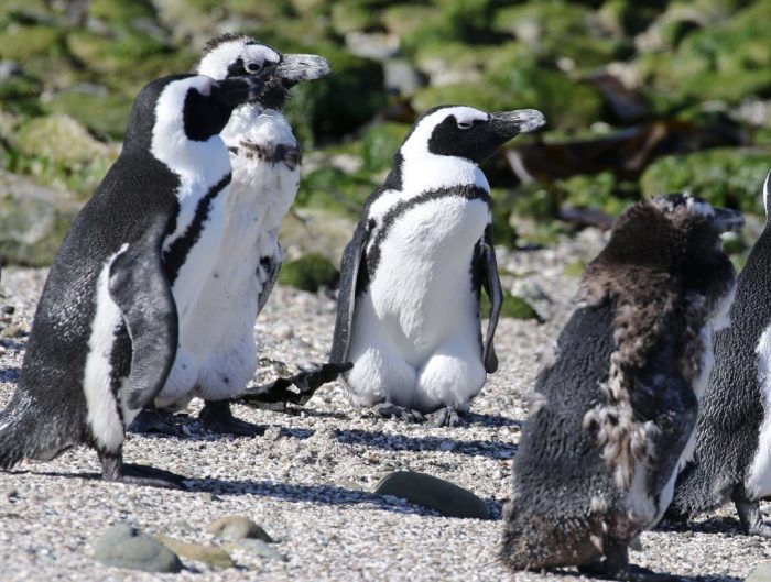 African Pengsuins. Cellulitis