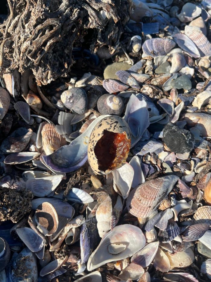 African Oystercatcher monitoring on Robben Island