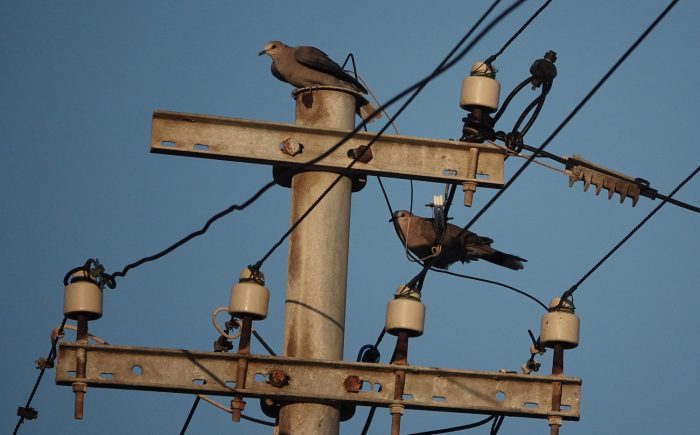 Red-eyed Doves