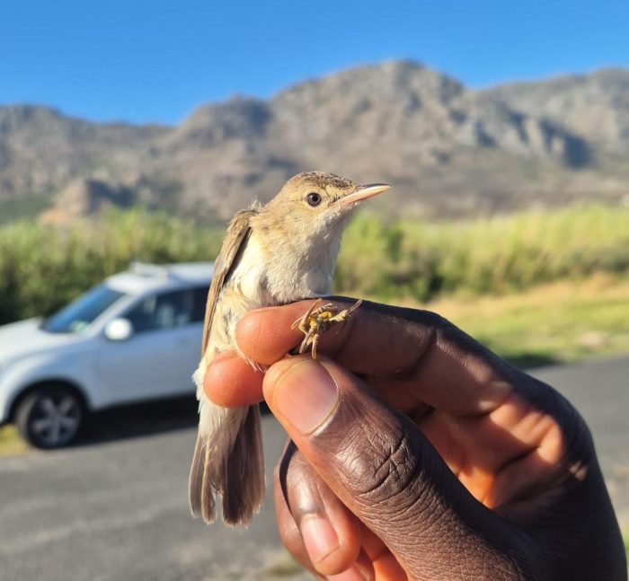 African Reed Warbler. Bird ringing at Zandvlei brunch at Marine da Gama