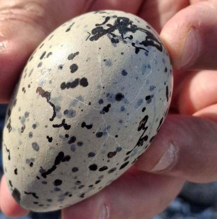 African Oystercatcher monitoring on Robben Island
