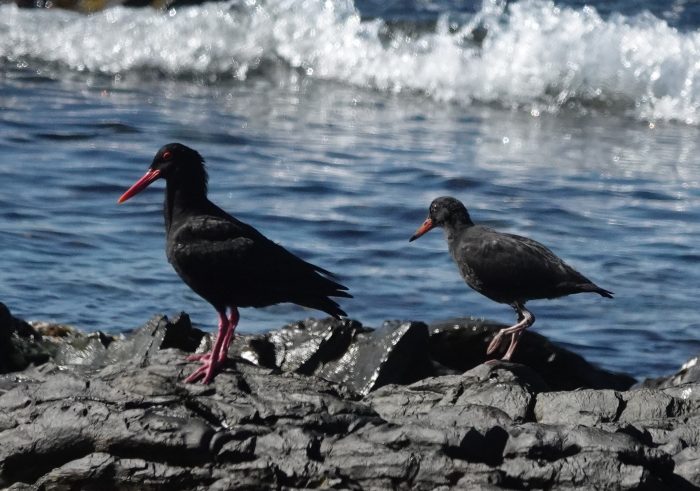 African Oystercatcher monitoring on Robben Island