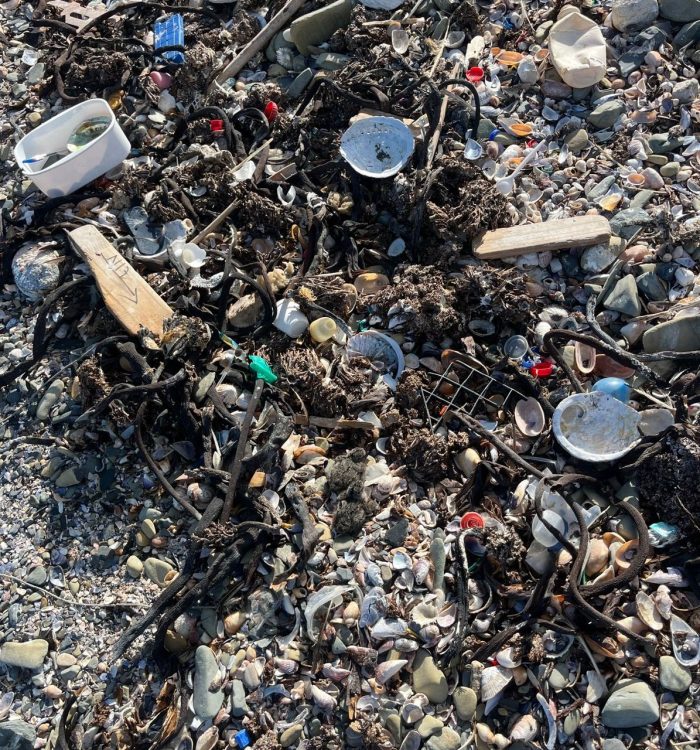 African Oystercatcher monitoring on Robben Island