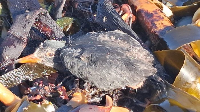 African Oystercatcher monitoring on Robben Island
