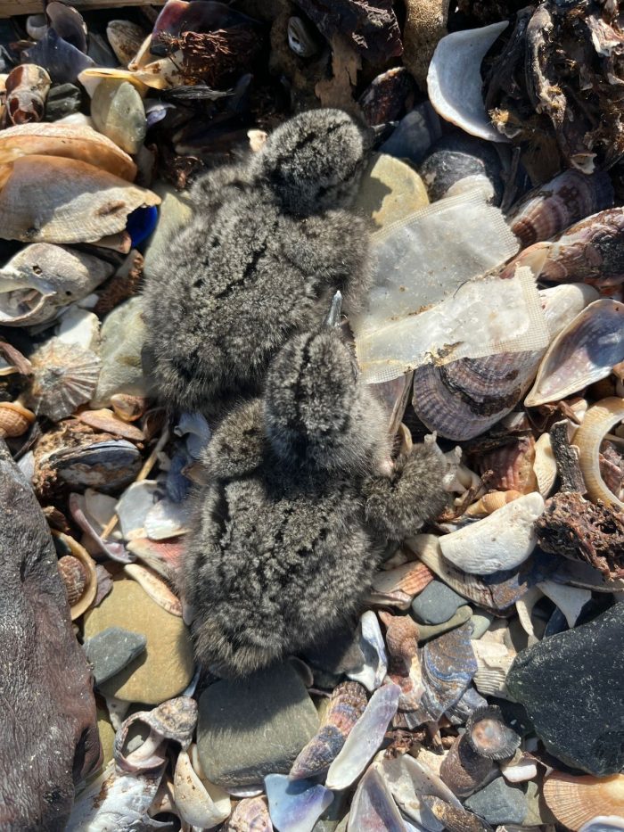 African Oystercatcher monitoring on Robben Island