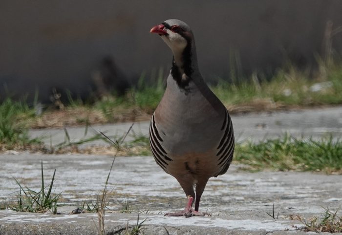 Chukar Partridge