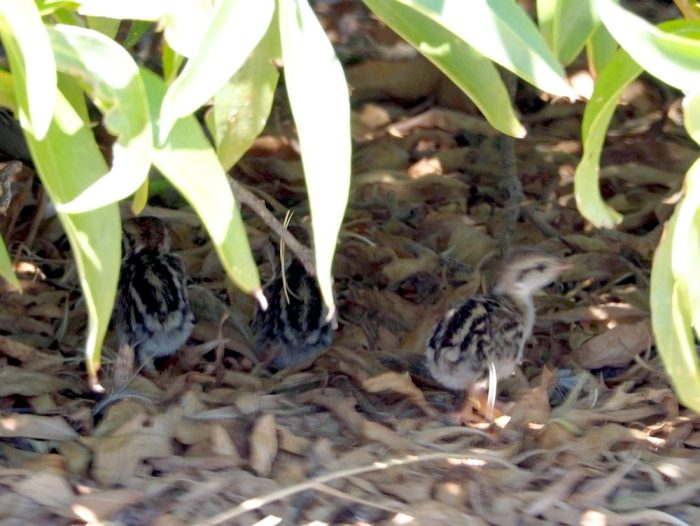 Chukar Partridge chicks