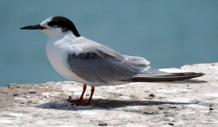 Common Tern