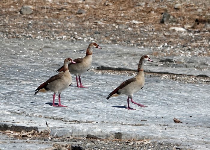 Egyptian Geese