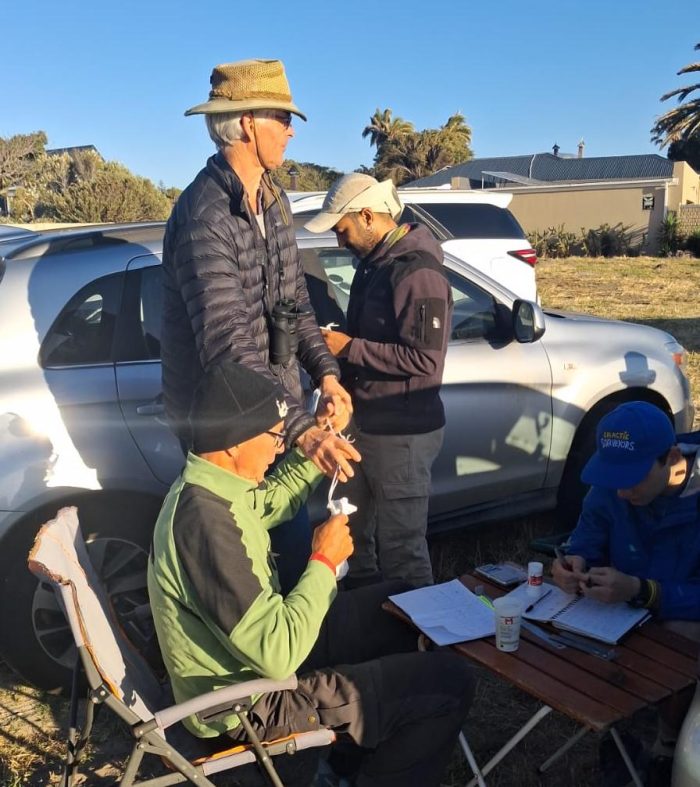 Frogmore Estate. Bird ringing at Zandvlei brunch at Marine da Gama