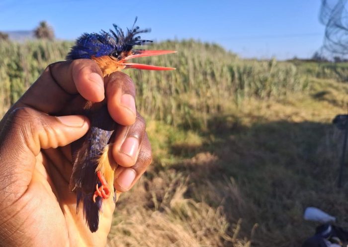 Malachite Kingfisher at Frogmore Estate