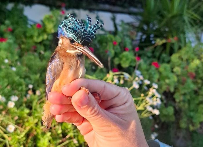 Malachite Kingfisher at Promenade Road