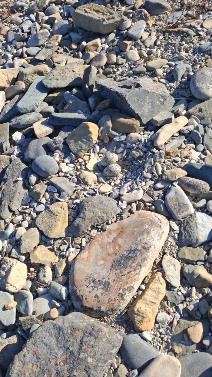 African Oystercatcher monitoring on Robben Island