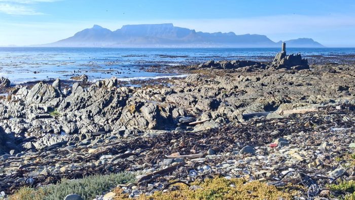 African Oystercatcher monitoring on Robben Island