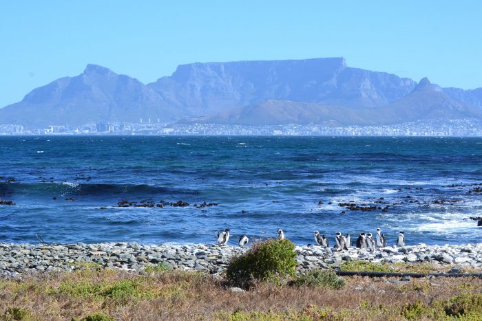 Table Mountain, African Penguins, from Robben Island