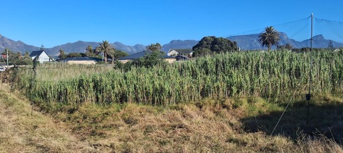 Nets. Bird ringing at Zandvlei brunch at Marine da Gama