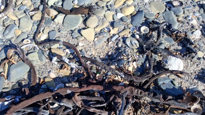 Scrape. African Oystercatcher monitoring on Robben Island