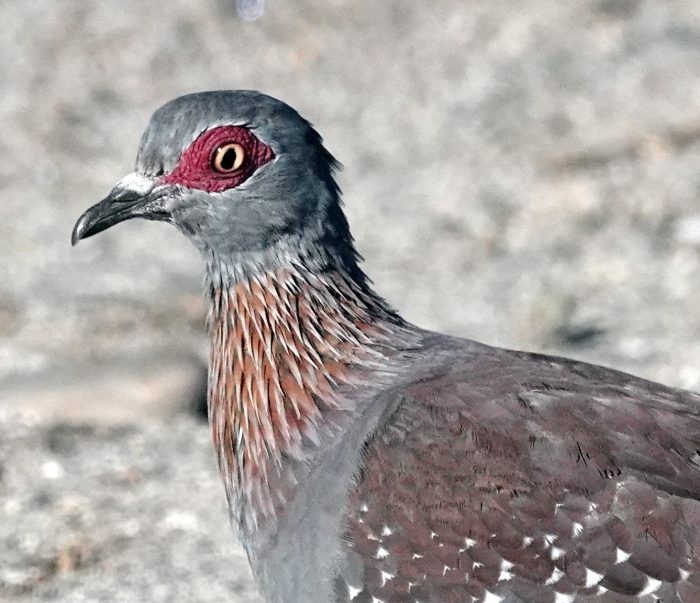 Speckled Pigeon
