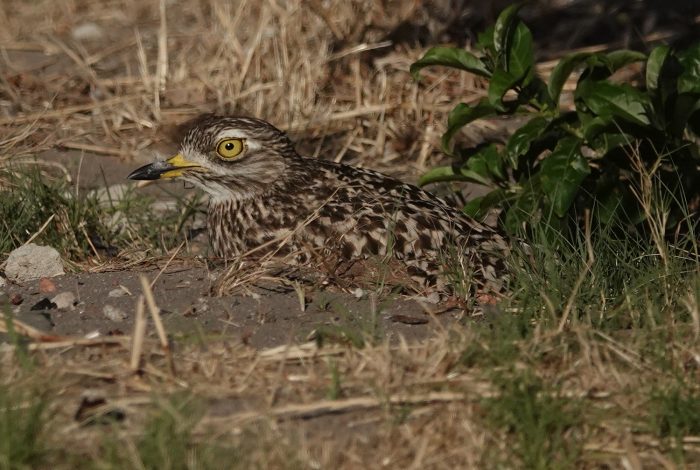 Spotted Thick-knee on guard duty. Bird ringing at Zandvlei brunch at Marine da Gama