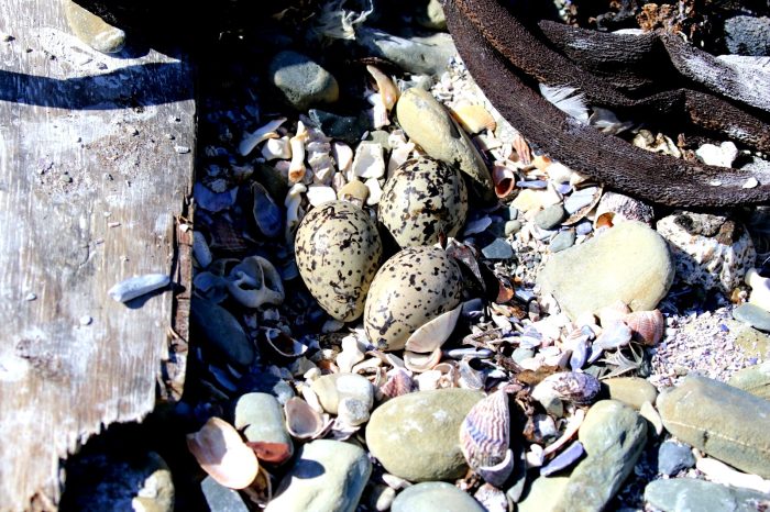 African Oystercatcher monitoring on Robben Island