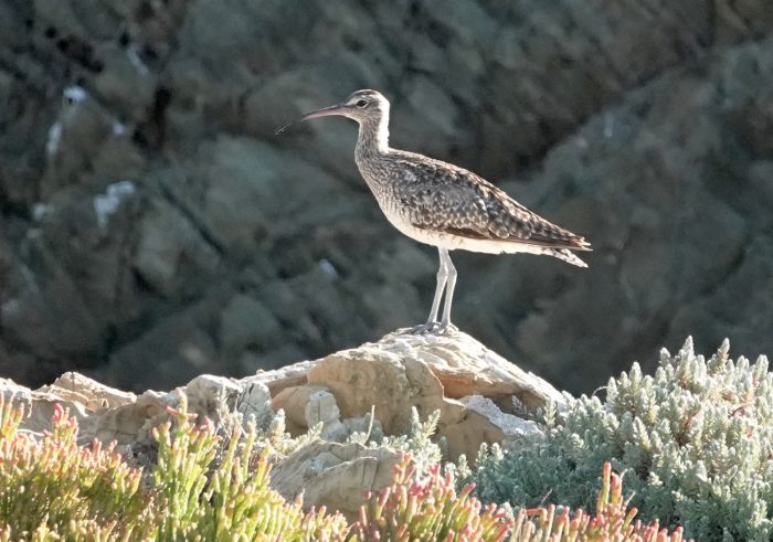 Eurasian Whimbrel