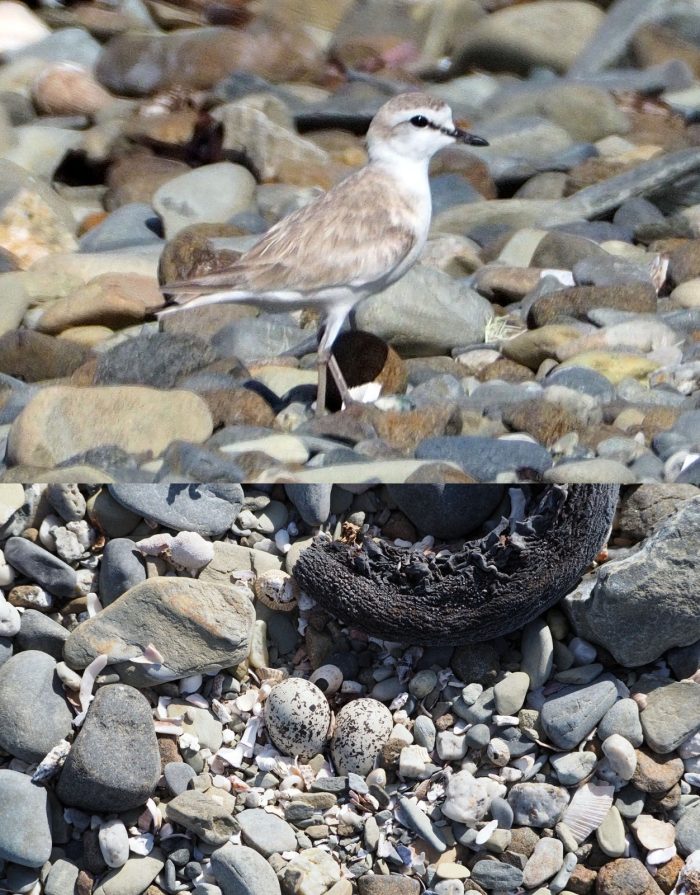 White-fronted Plover
