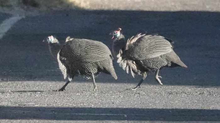 Helmeted Guineafowl ruffled by the wind: Bird ringing at Zandvlei brunch at Marine da Gama