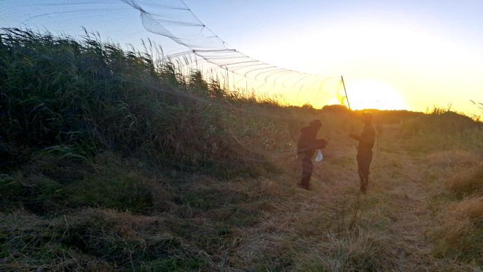 Bird ringing at Zandvlei brunch at Marine da Gama