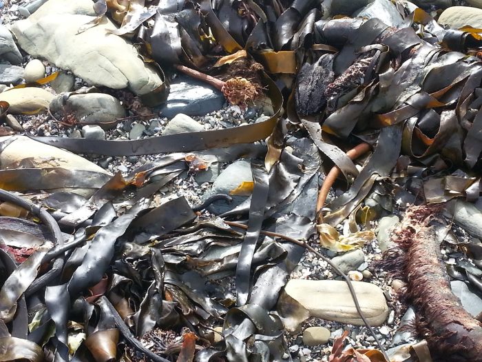 The African Oystercatcher chick is near the top right of this photo