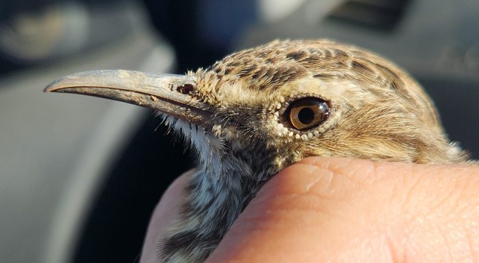 Agulhas Long-billed Lark - Bird ringing at Nuwejaars April 2026